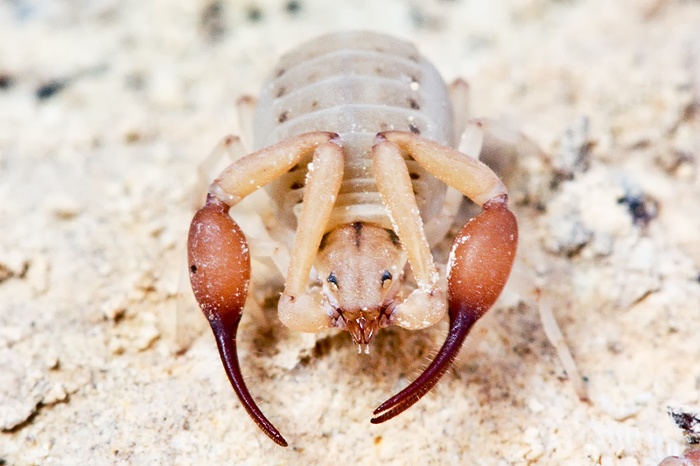 Pseudoscorpione: probabile Garipus sp. - Malta